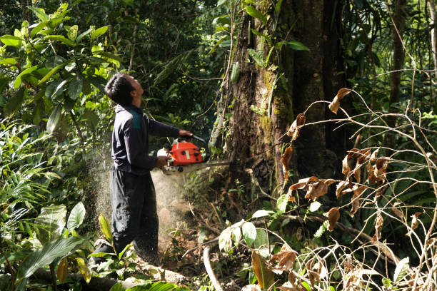 Professional Tree Removal in Rainbow, CA